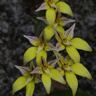 Caladenia flava